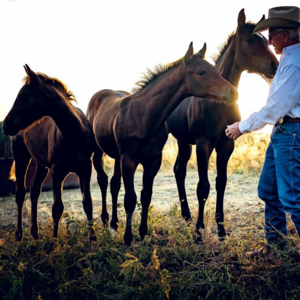 OUR 2022 NCHA 50TH ANNIVERSARY CALENDAR IS HERE! National Cutting